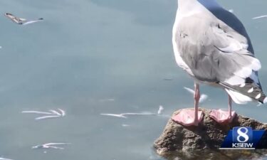 The Santa Cruz Harbor is working to clean up thousands of dead anchovies that have filled the water due to low oxygen levels.