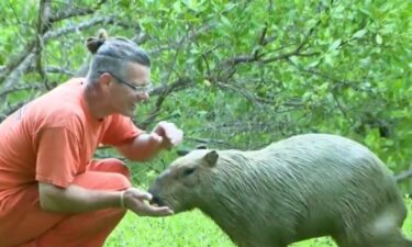 The Monroe County Sheriff's Office Animal Farm is an animal farm you have never seen before. All the animals live under the stilts of the jail