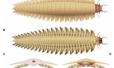 The scans revealed new aspects of Arthropleura's anatomy in detail.