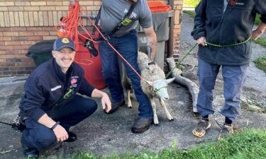 The City of Beaver Falls requested assistance for a runaway sheep that led officials on a six-block chase.