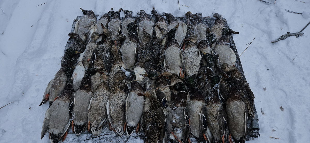 Idaho Fish and Game photo of the 43 ducks after being counted by the Conservation Officer.