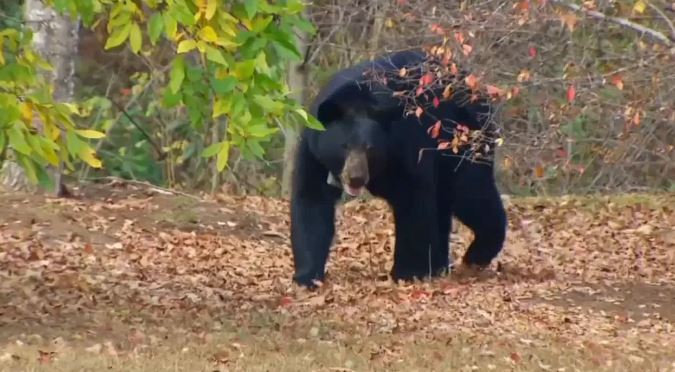 <i>WLOS via CNN Newsource</i><br/>As Helene recovery efforts collide with the time of year when bear sightings increase