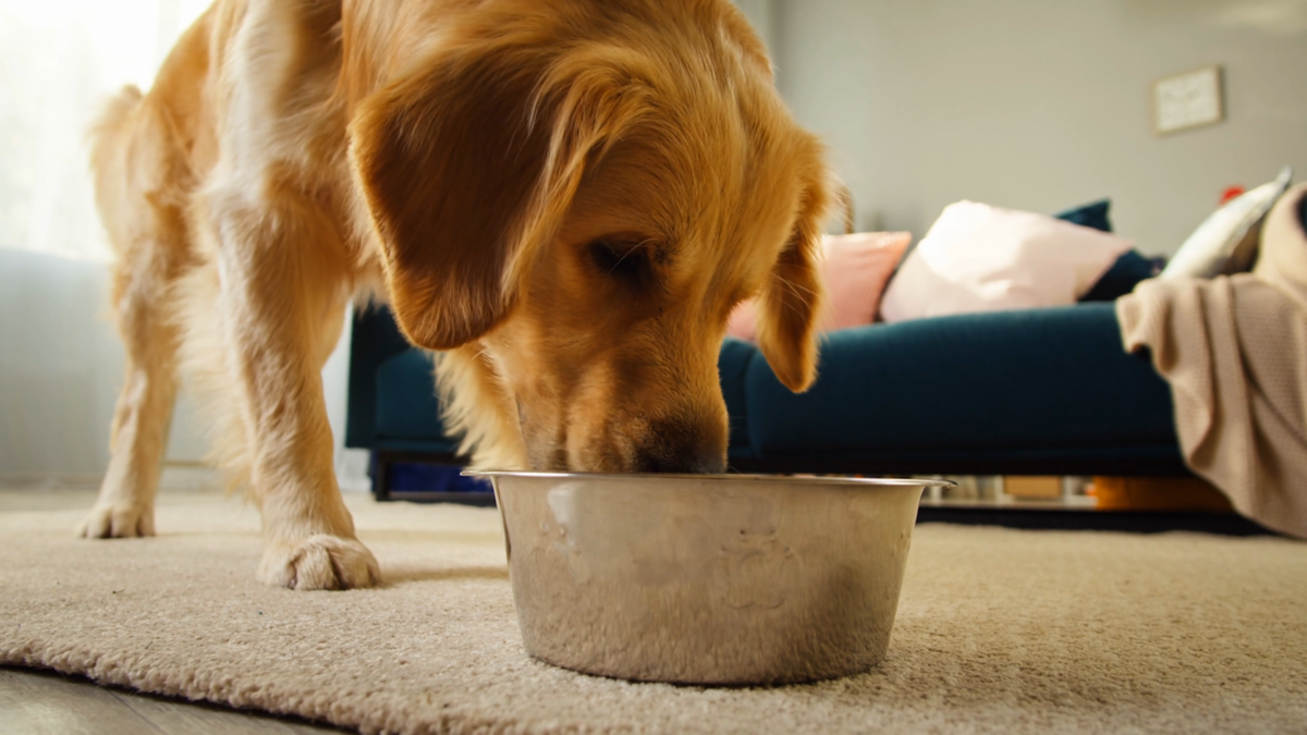 The safest foods dogs can eat on Thanksgiving are small amounts of vegetables and white meat.