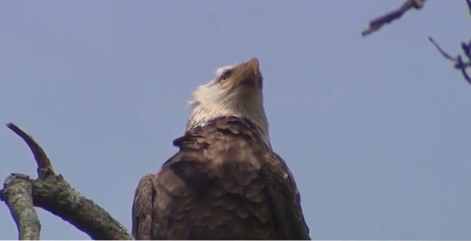 <i>WPTZ via CNN Newsource</i><br/>The U.S. Fish and Wildlife Service is asking the public to help track down the person or people responsible for killing a bald eagle in Addison County last month. Officials are offering a $5