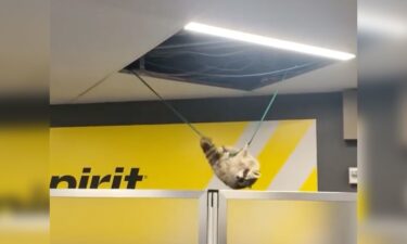 Mission impossible? Not for this daring raccoon spotted swinging at New York's LaGuardia airport.