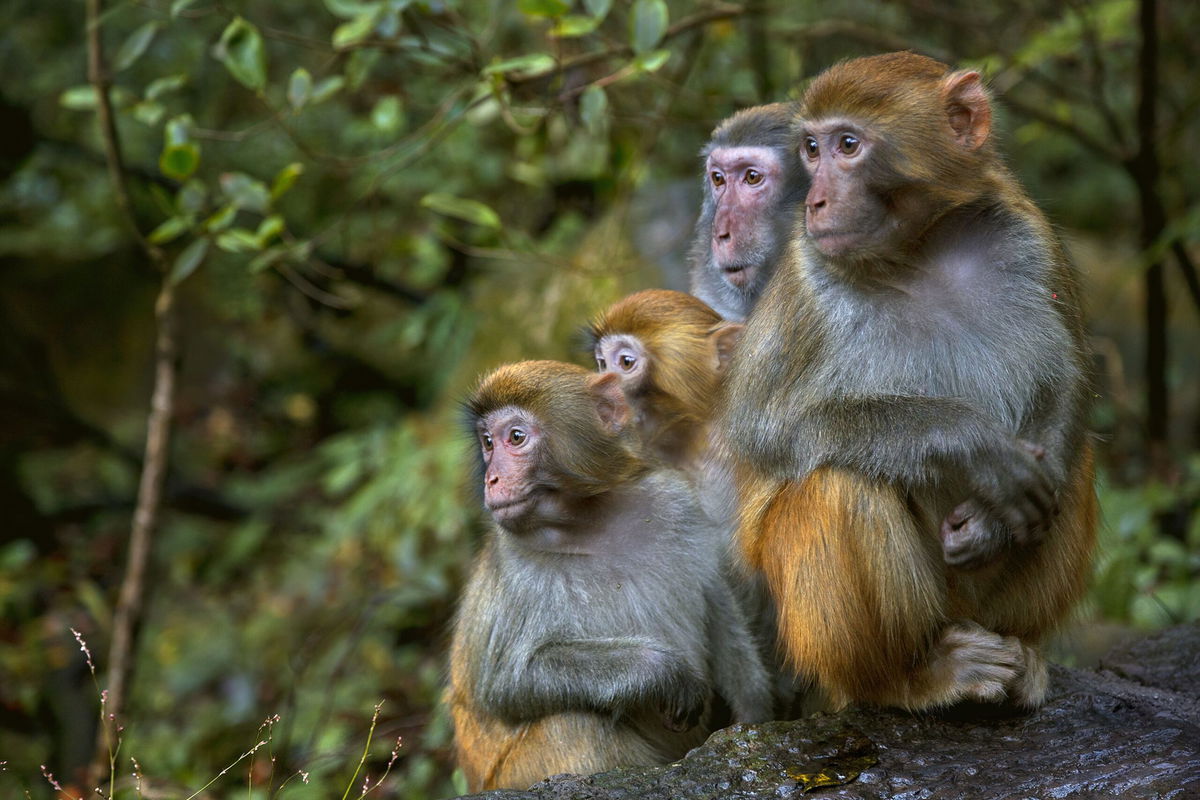 Rhesus macaque monkeys, the type of primate that escaped a South Carolina research facility on November 6.