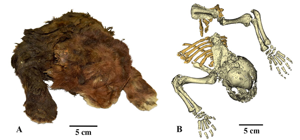 	Shown here at left is the frozen Homotherium latidens specimen, the first known mummy of a sabre-toothed cat. On the right is a CT-scan of its skeleton.