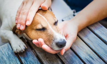 Pets mourn the loss of other pets