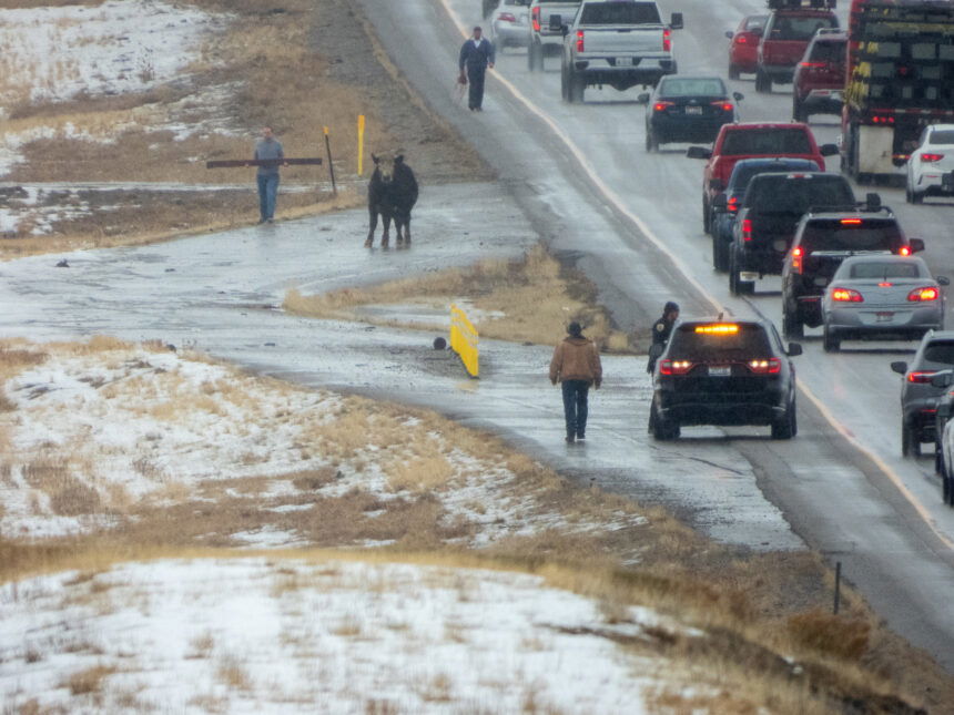 cow on the freeway