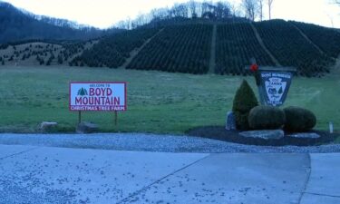 Boyd Mountain Christmas Tree Farm in Waynesville lost 200 to 300 Christmas trees in the wake of Hurricane Helene.