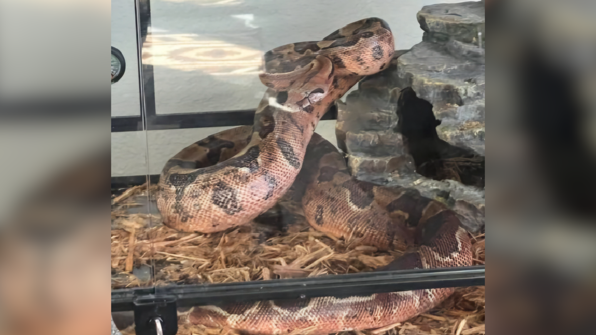 This snake was found and brought in to the Blackfoot Animal Shelter