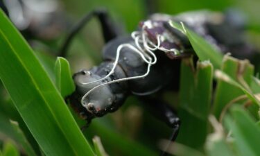 University of Queensland student Lachlan Fitzgerald hopes to one day use the insect-machine hybrids as search and rescue workers.