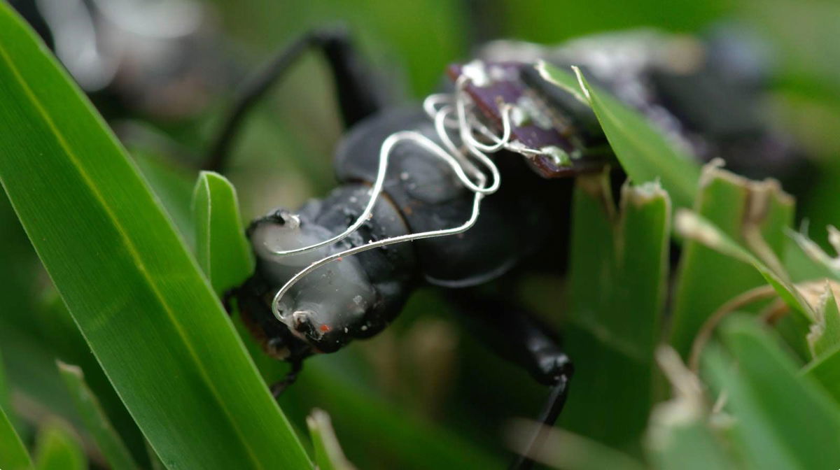 <i>Dan Soekov for CNN via CNN Newsource</i><br/>University of Queensland student Lachlan Fitzgerald hopes to one day use the insect-machine hybrids as search and rescue workers.