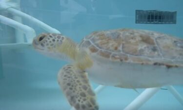 Veterinarians and volunteers at Loggerhead Marinelife Center make it their mission to protect and rehabilitate beloved sea turtles.