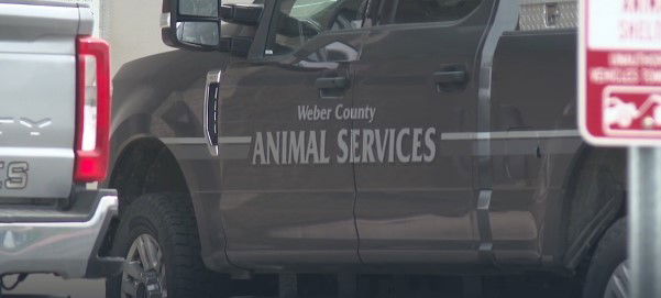 <i>KSTU via CNN Newsource</i><br/>152 dogs were rescued from an Ogden home after a report of neglect.