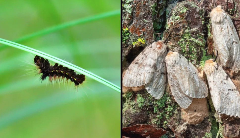 <i>WCCO via CNN Newsource</i><br/>The Minnesota Department of Agriculture planned to apply an insecticide called Btk to 12 areas throughout the state to fight the spongy moth