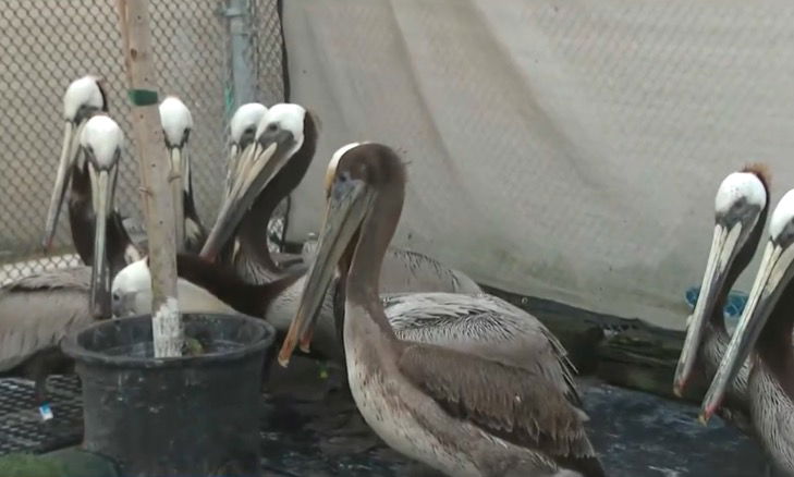<i>KCAL/KCBS via CNN Newsource</i><br/>Wildlife officials are seeking help covering the massive amount of resources necessary to care for more than 600 patients being cared for in Orange County