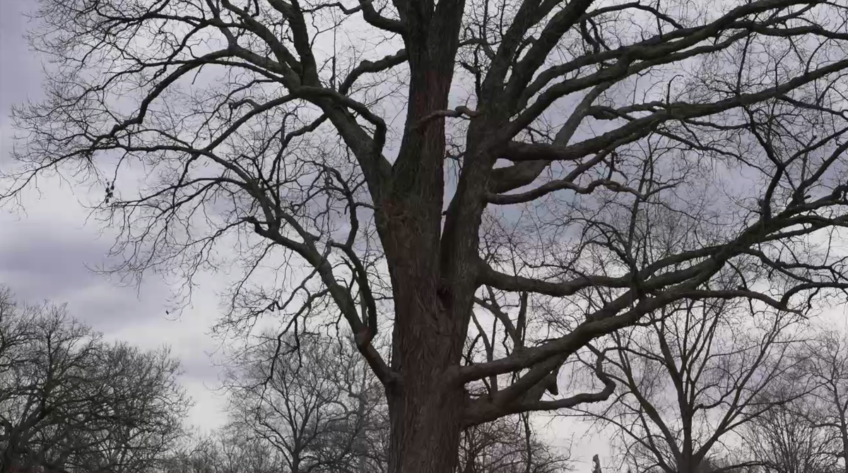 <i>WXYZ via CNN Newsource</i><br/>Some residents in Sterling Heights are hoping to save a centuries-old tree from being chopped down in favor of housing.