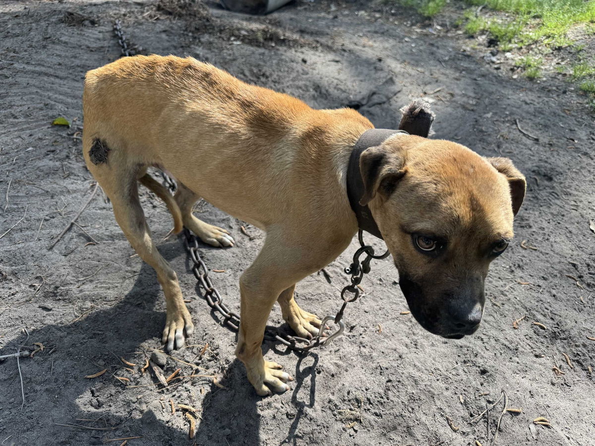 <i>South Carolina Law Enforcement Division/WYFF via CNN Newsource</i><br/>The operation resulted in the rescue of 160 dogs.