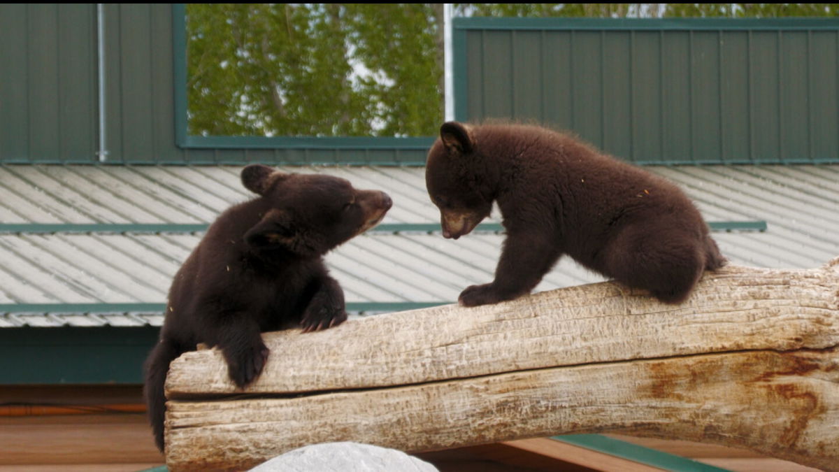 Hundreds of people filled the park to see bears, bison, and animatronic dinosaurs.