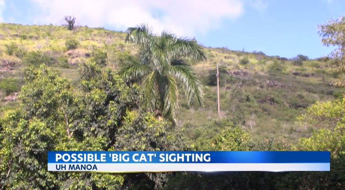 <i>KITV via CNN Newsource</i><br/>Officials urge caution after reports of a large animal near the University of Hawaii at Manoa.