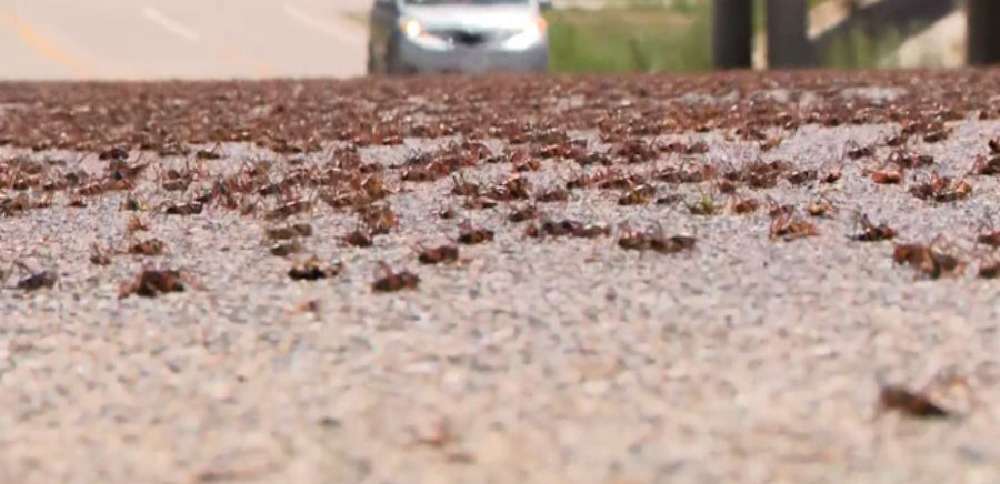<i>KSL/KSL-TV via CNN Newsource</i><br/>Mormon crickets swarm Holden and Fillmore