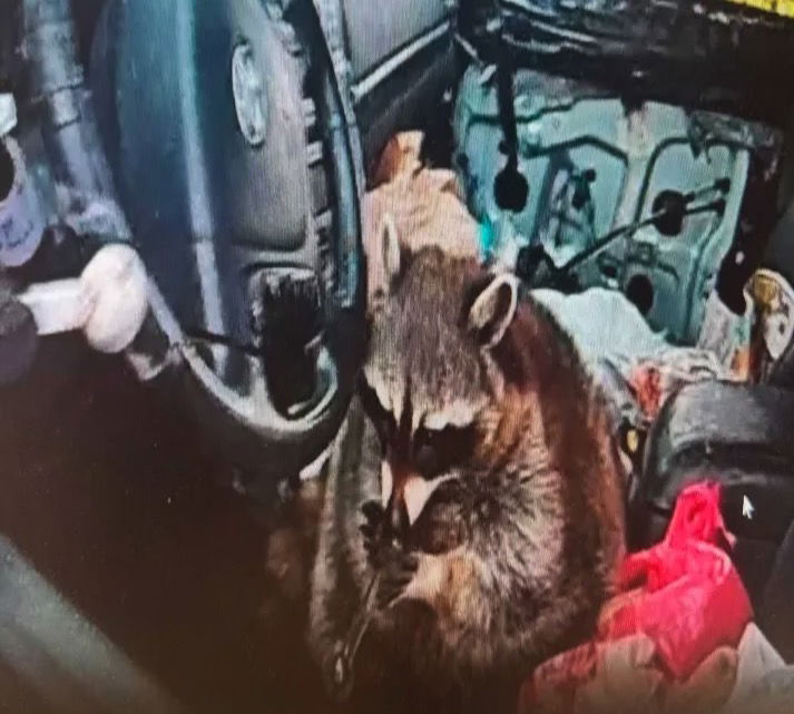 <i>Springfield Township Police Department via CNN Newsource</i><br/>Shocking body camera video from an Ohio traffic stop shows a raccoon with a methamphetamine pipe. Police said it happened May 5 in Summit County