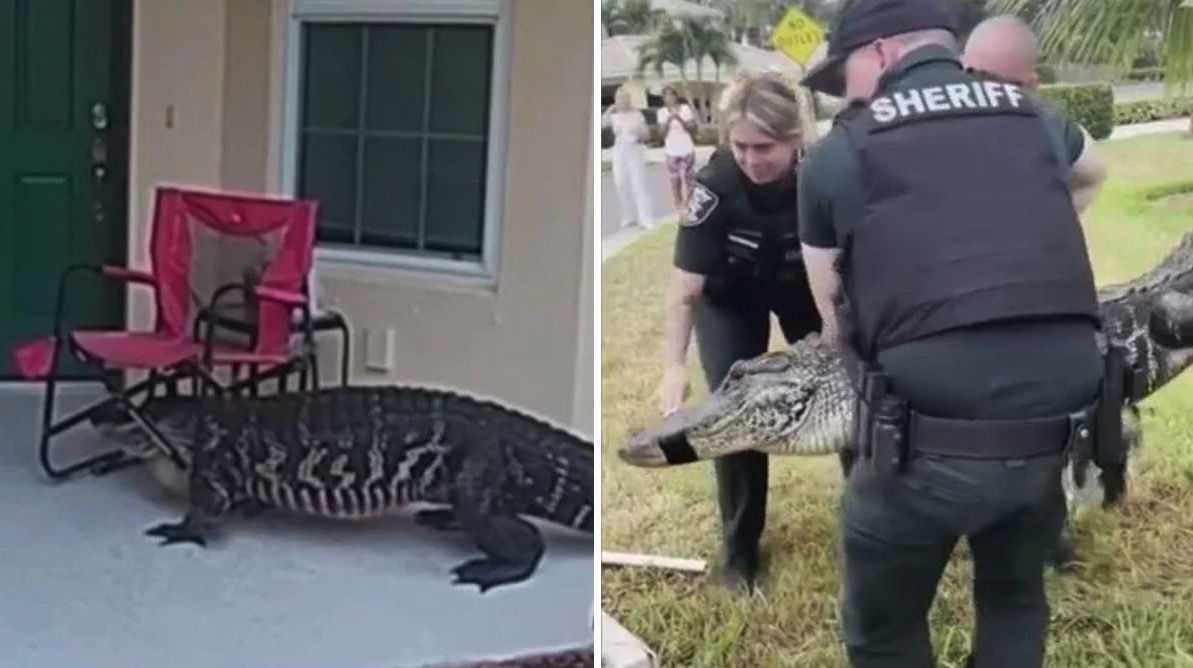 <i>Lee County Sheriff's Office via CNN Newsource</i><br/>A Florida homeowner had an unexpected visitor Friday morning when an alligator was spotted knocking — literally — on front doors in the Tortuga community
