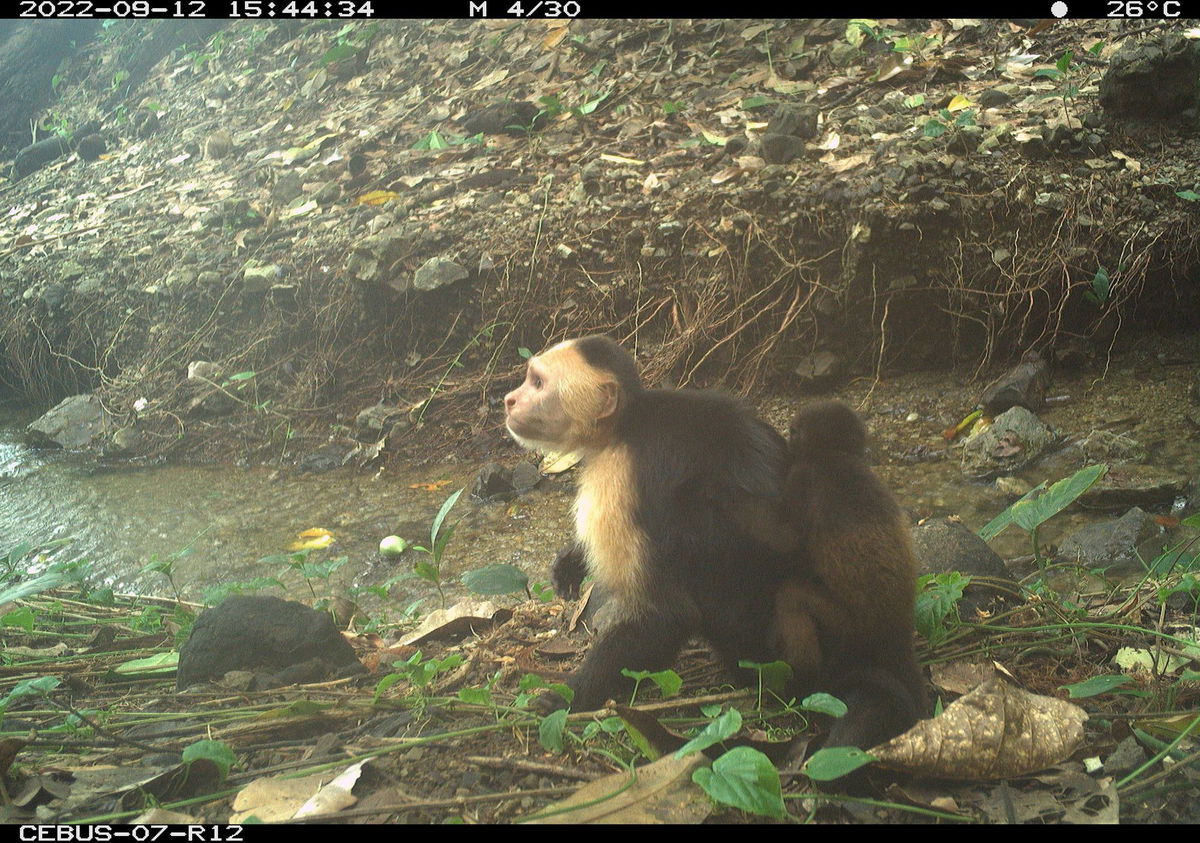<i>Brendan Barrett/Max Planck Institute of Animal Behavior via CNN Newsource</i><br/>The male capuchins appeared to have few interactions with the kidnapped baby howlers.