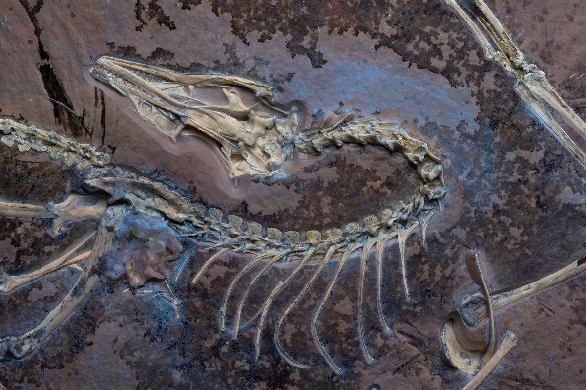 <i>Michael Rothman/Field Museum via CNN Newsource</i><br/>Shown here is a reconstruction of Archaeopteryx