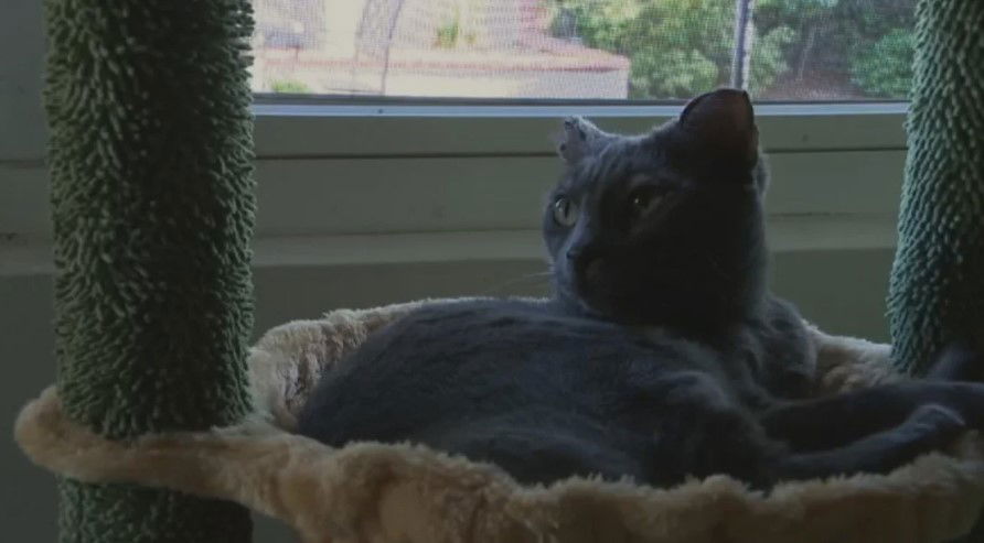 <i>KCAL/KCBS via CNN Newsource</i><br/>Lounging by the window in her cat condo