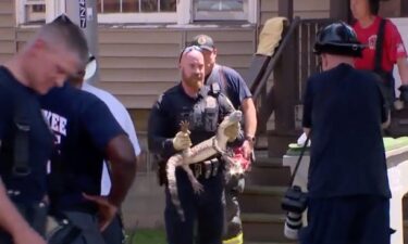 An alligator was recovered from the basement of a house on 14th and Scott streets in Milwaukee on June 21 after a fire damaged the building.