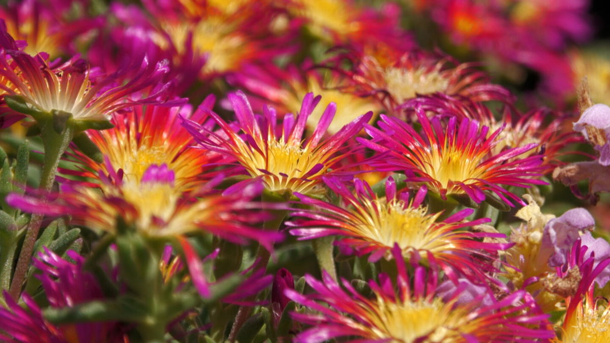 Plants that have a lot of moisture in them and grow lower to the ground will take longer to catch fire.