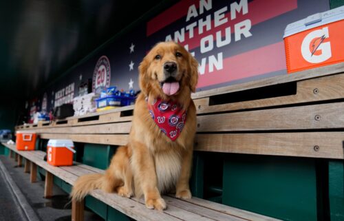 Bruce the Bat Dog sits on the bench in the Washington Nationals dugout before a game against the Miami Marlins.