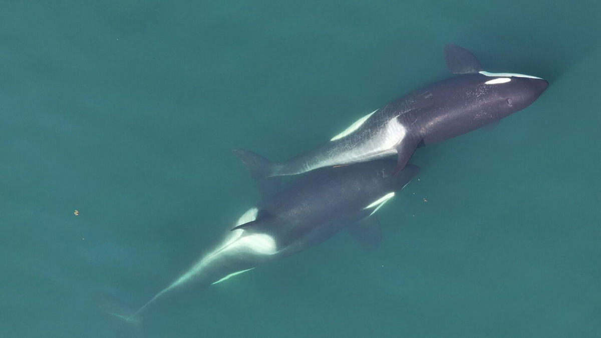<i>Center for Whale Research via CNN Newsource</i><br/>A small length of kelp is visible between the two whales that are 