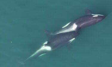 A small length of kelp is visible between the two whales that are "allokelping."