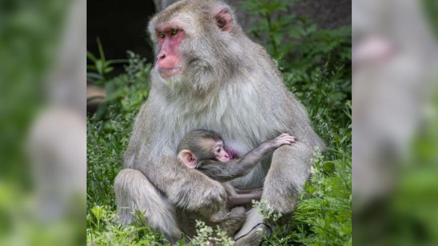 <i>Milwaukee County Zoo/WDJT via CNN Newsource</i><br/>Twelve-year-old Japanese macaque